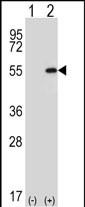 WB - DDX39 Antibody (Center Y265) AP7451d